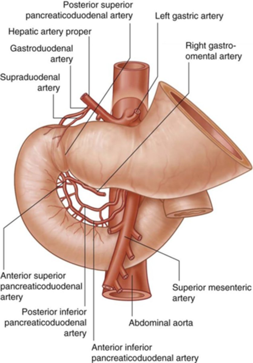 <p>between inferior and superior pancreaticoduodenal arteries!!</p><p>allows anastamoses between SMA and celiac trunk</p>