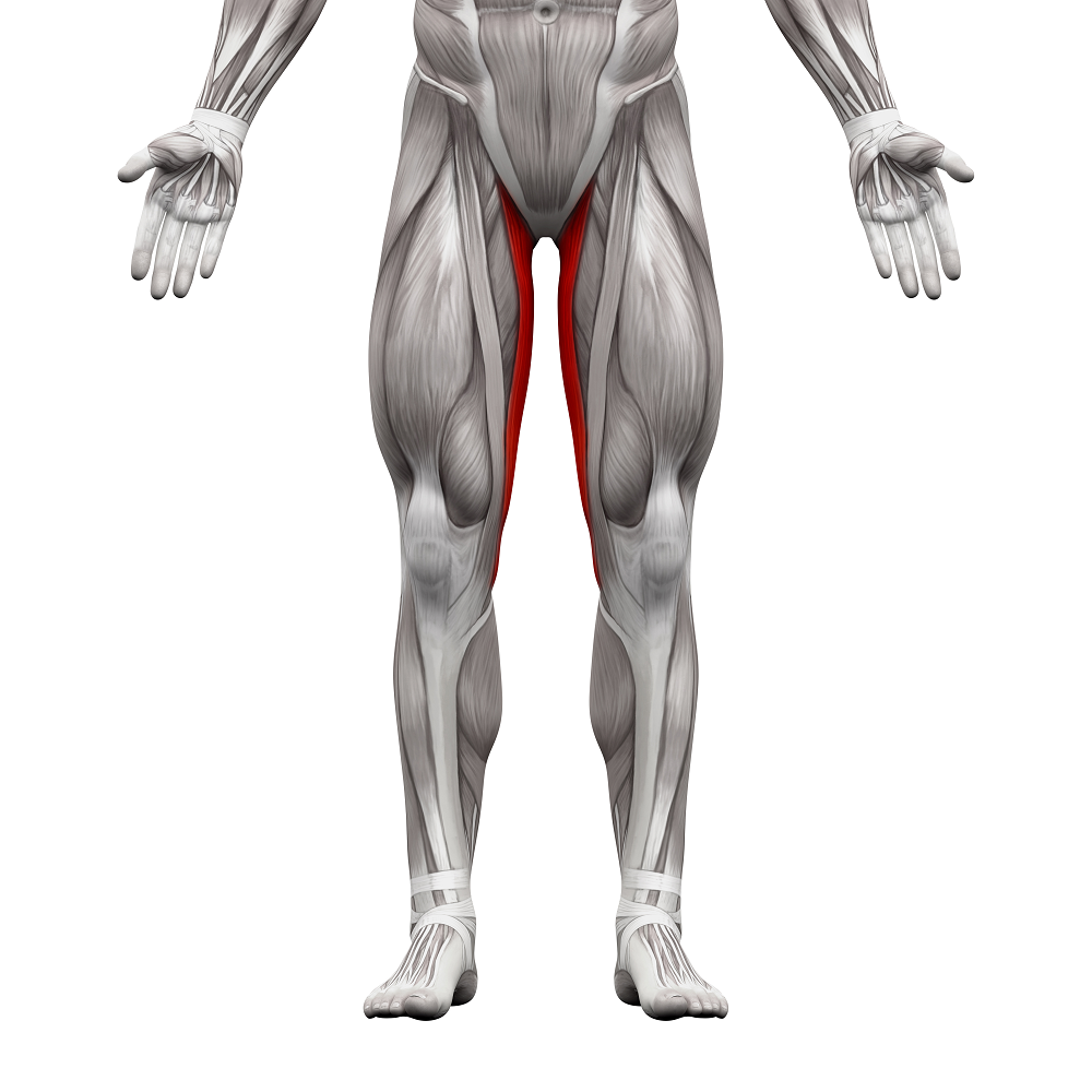<p>I: inserts on the medial tibia</p><p>F: hip adduction, knee flexion, and knee internal rotation</p>