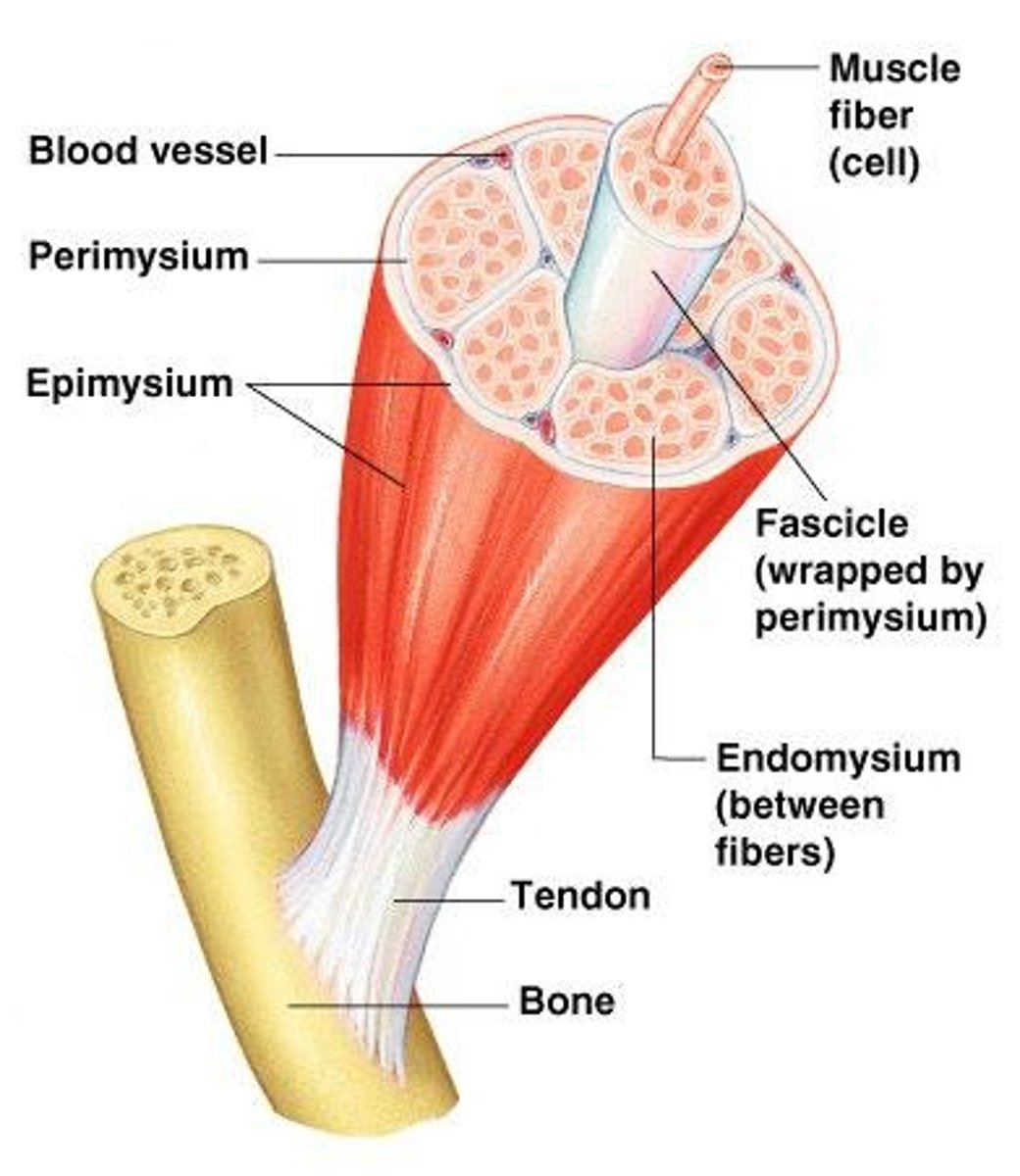 <p>Surrounds individual muscle fibers</p>