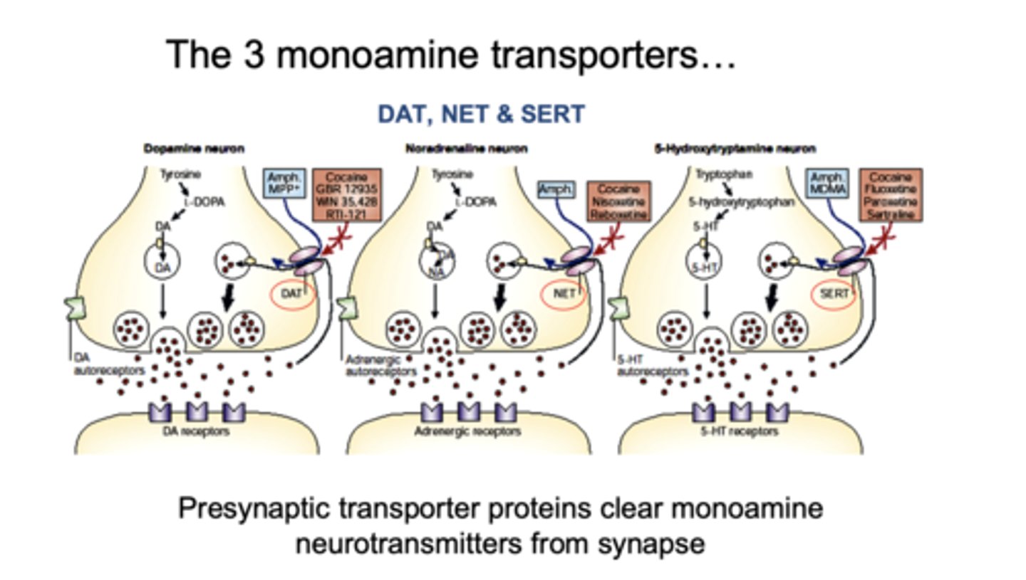 <p>DAT, NET, SERT</p>