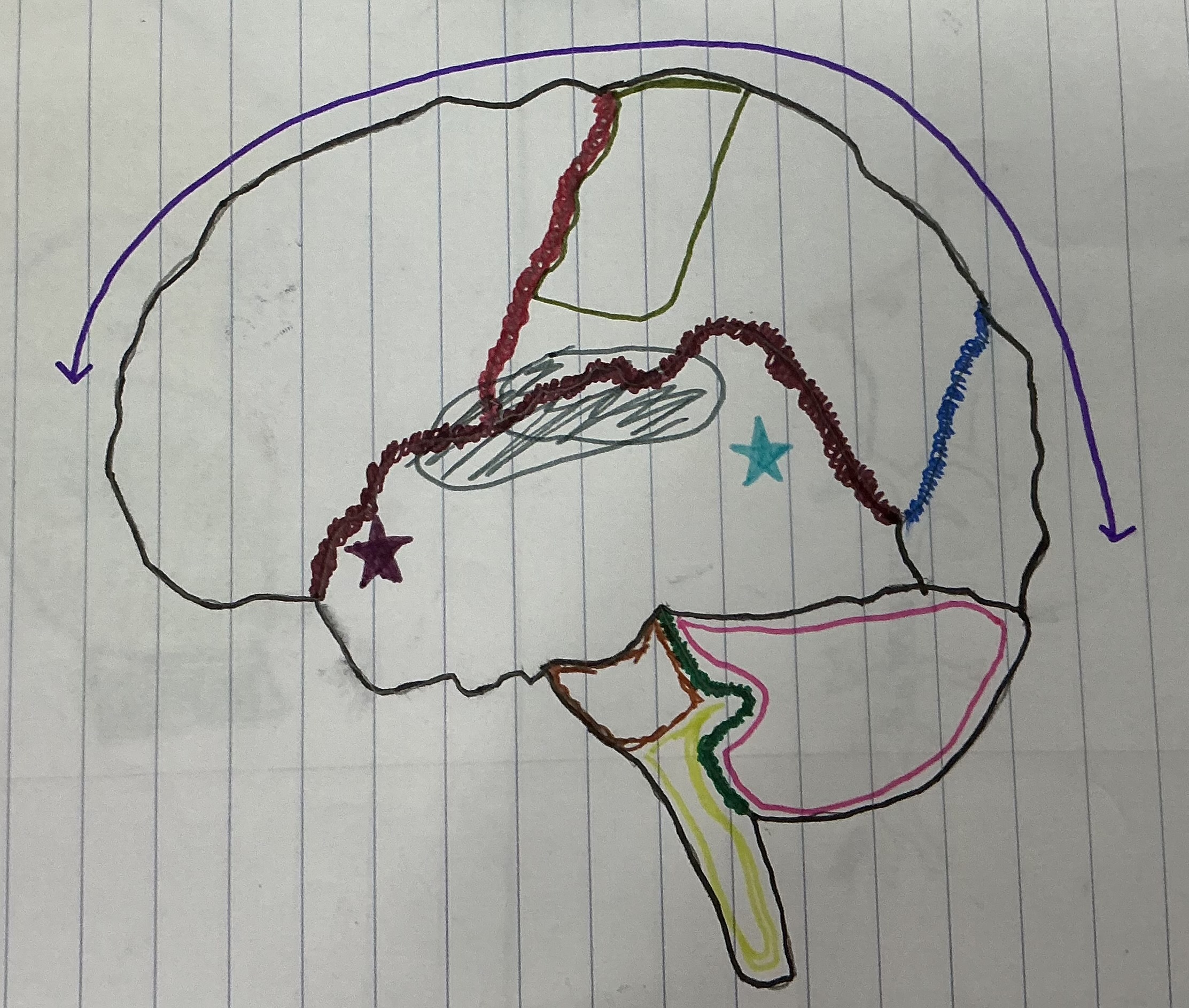 <p>What color is Broca’s area?</p>