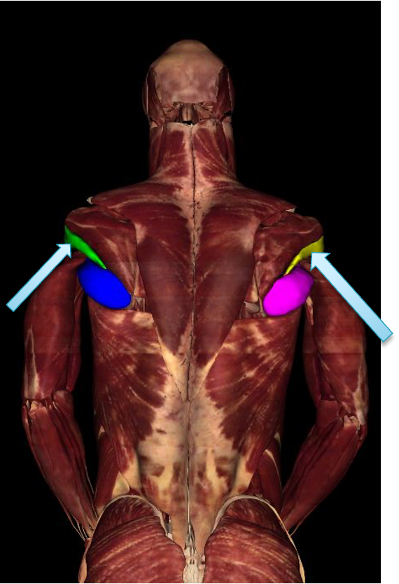 <p><strong>origin: </strong>lateral border of scapula </p><p><strong>insertion:</strong> greater tubercle of humerus</p><p><strong>innervation: </strong>axillary nerve CN XI</p><p><strong>actions: </strong>-laterally rotate arm</p><p>-stabilize humerus </p>