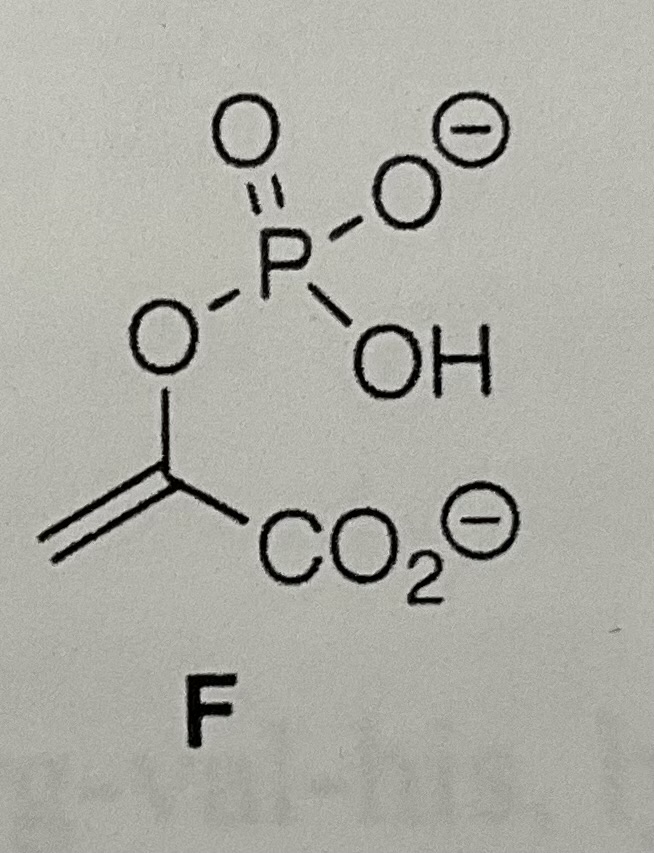 <p>Phospoenolpyruvate</p>