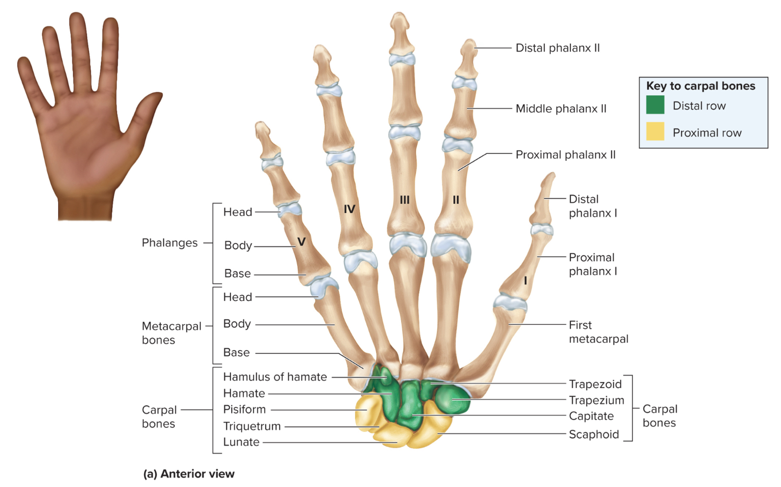 <p>What carpals make up the proximal row of the hand?</p>