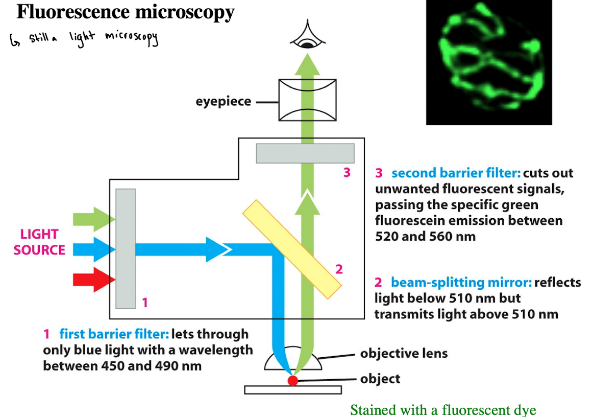 <p>Cuts out unwanted fluorescent signals, passing the specific green fluorescein emission between 520- 560 nm</p>