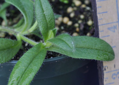 <p><span>Mouseear chickweed (Caryophyllaceae)</span></p>
