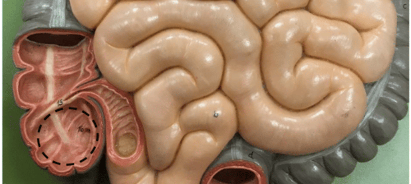 knowt flashcard image