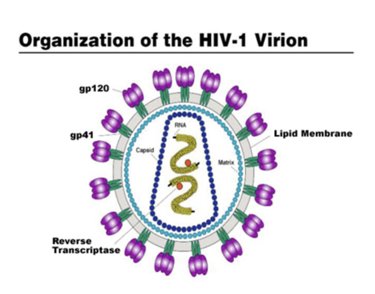 <p>Small RNA genome</p><p>Surrounded by lipid bilayer that is derived from host cell, plus viral proteins essential for attachment and fusion to target cells</p>