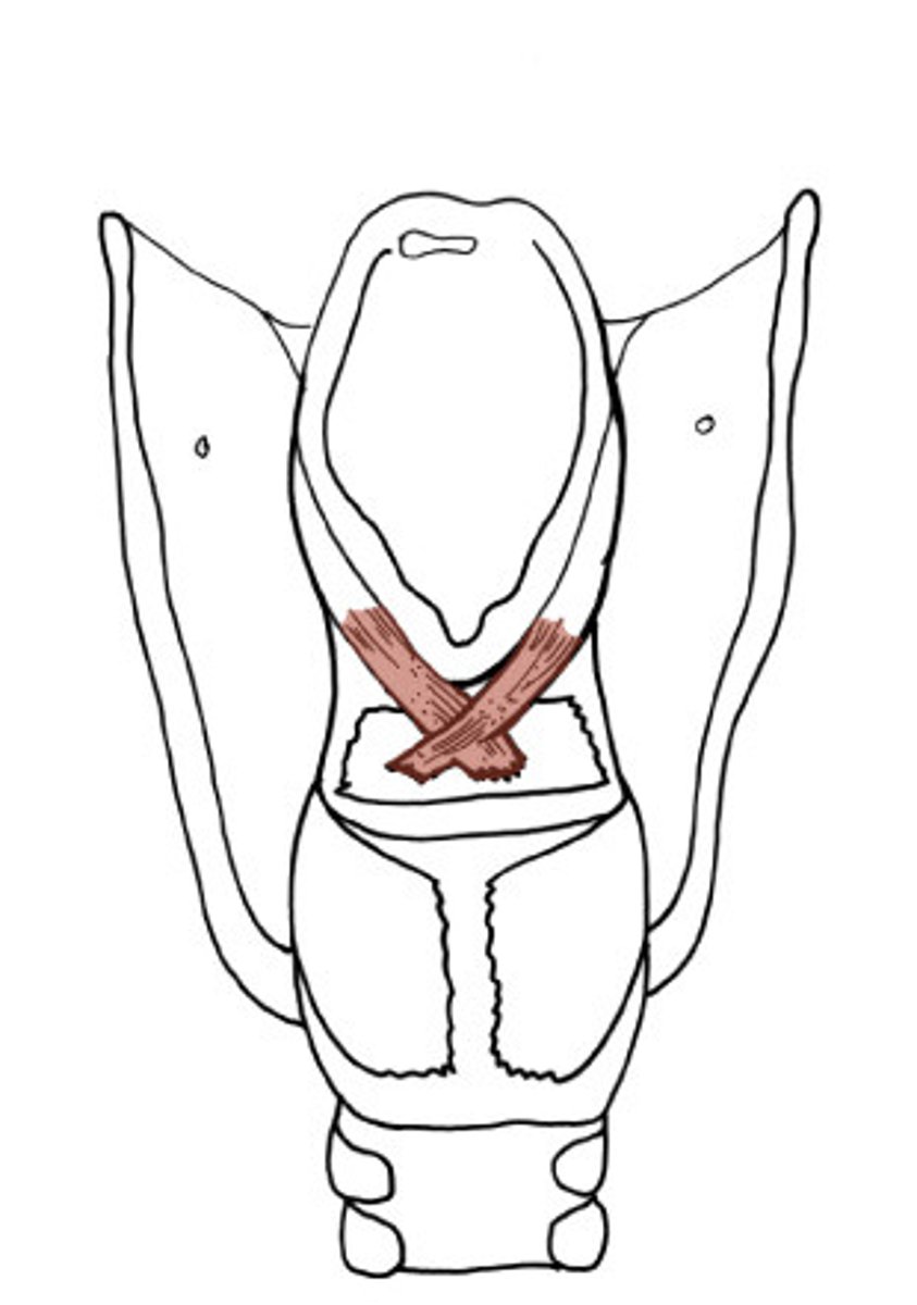 <p>Origin: muscular process of arytenoid</p><p>Insertion: apex of opposite arytenoid, then continues into aryepiglottic folds as the aryepiglottic muscles</p><p>Innervation: Recurrent laryngeal nerve</p><p>Action: adducts arytenoid cartilages to close the posterior part of the rima glottidis</p><p>laryngeal sphincter</p>