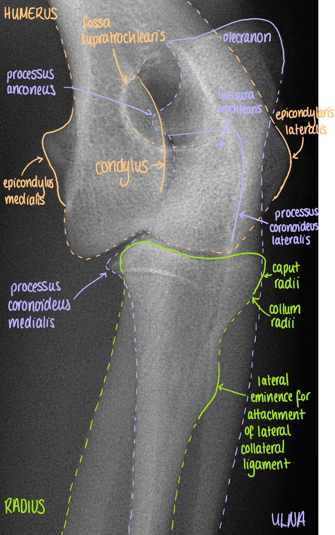 Craniolateral-Caudomedal Oblique Projection of the Articulatio Cubiti