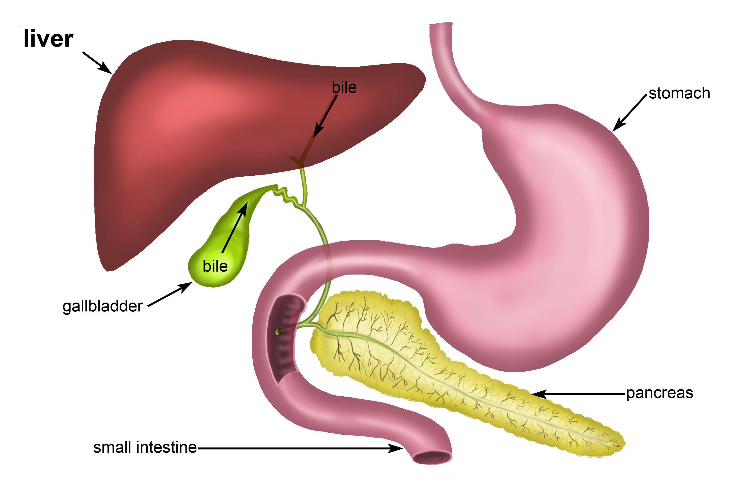 <p>the liver</p>