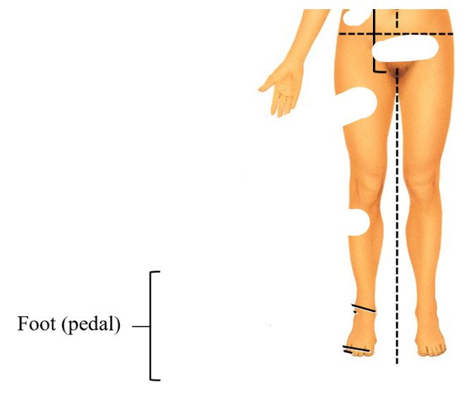 <p>pedal</p>