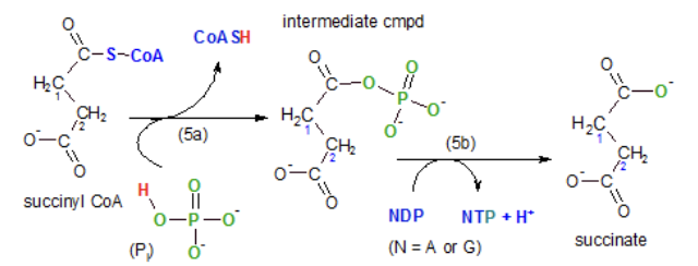 <p>Succinyl CoA becomes succinate</p><p>A phosphate group replaces the coenzyme then it leaves the substrate becoming attached to a nucleotide diphosphate, either ADP or GDP. The triphosphate form is produced</p><p>Net ATP becomes 4</p>
