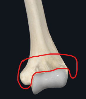 <p>What is this part of the humerus called?</p>