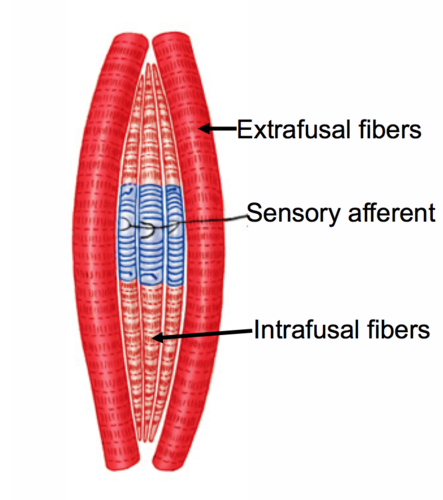 <p>fusiform (spindle shape), intrafusal (intra-location fusal - shape of cell) fibers. </p>