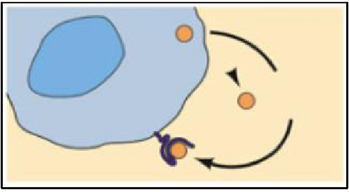 <p>signalling molecule is released by the cell and binds to receptors on that same cell leading to changes in the cell</p>