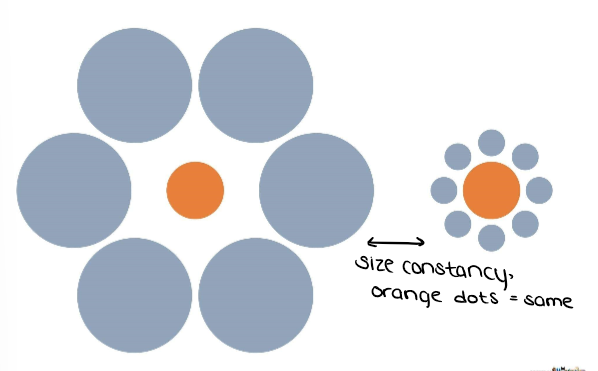 <p>(Perception)<strong> Visual Illusions:</strong> What does this image show?</p>