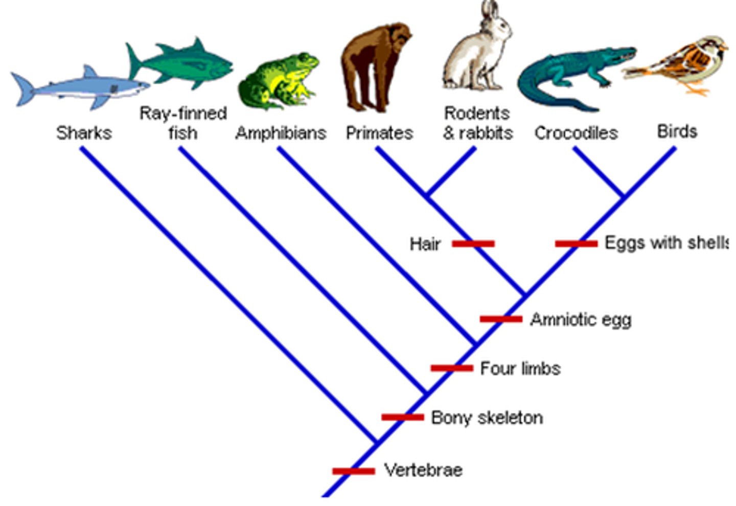 <p>a diagram that does not show common ancestors/evolutionary relationships, instead showing when a given species branched off</p>