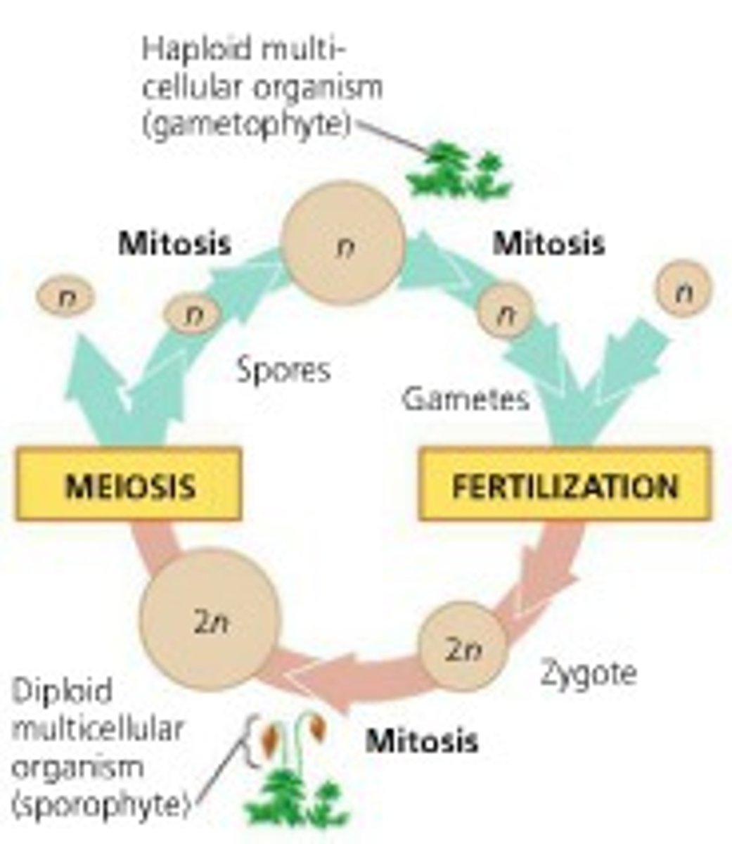 <p>mitosis (resulting in production of a new individual organism) occurs after meiosis (resulting in a haploid organism)</p><p>and</p><p>after</p><p>fertilization (resulting in a diploid organism)</p><p>, so that two different kinds of organisms (one haploid and one diploid) alternate within the same life</p><p>cycle of a single species.</p>