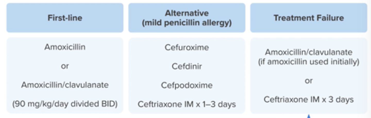 <p>no improvement or worsening symptoms after 2-3 days of therapy</p><p>amox/clav (if amox used 1st)</p><p>ceftriaxone IM x 3 days</p>