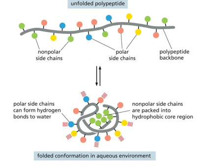 <p>In an unfolded peptide there are both polar and nonpolar side chains</p><p></p><p>In a folded confirmation (in aq environment) the polar side chains can form hydrogen bonds to water and the nonpolar side chains are packed into hydrophobic core region (resistant to aq)</p>