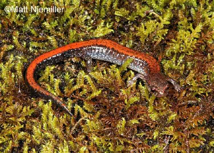 <p>A small, slender salamander (2.5 to 4.0 inches in length) with two color morphs, striped and lead-backed.&nbsp;The striped morph has a red to orangish-red broad stripe from the head to the tail, while the body color is brown to dark brown.</p><p style="text-align: start">Stripes in some specimens may have a serrated or saw-toothed edge. The lead-backed morph has no stripe on the back and is uniformly dark gray in color.&nbsp;Both the morphs have a black and white patterned belly producing a “salt-and-pepper” effect.</p>