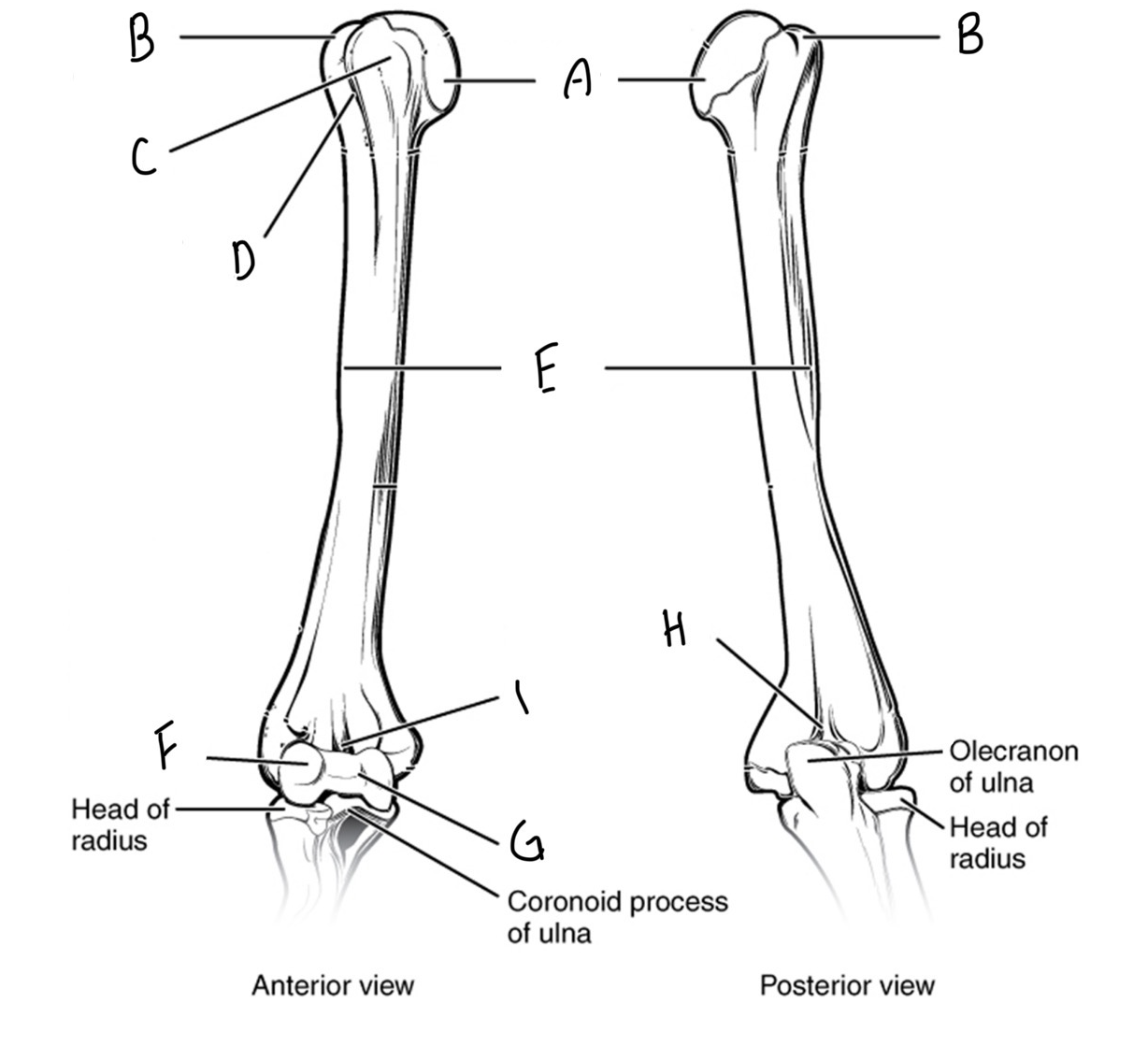 <p>Please label the humerous and describe each bone marking</p>
