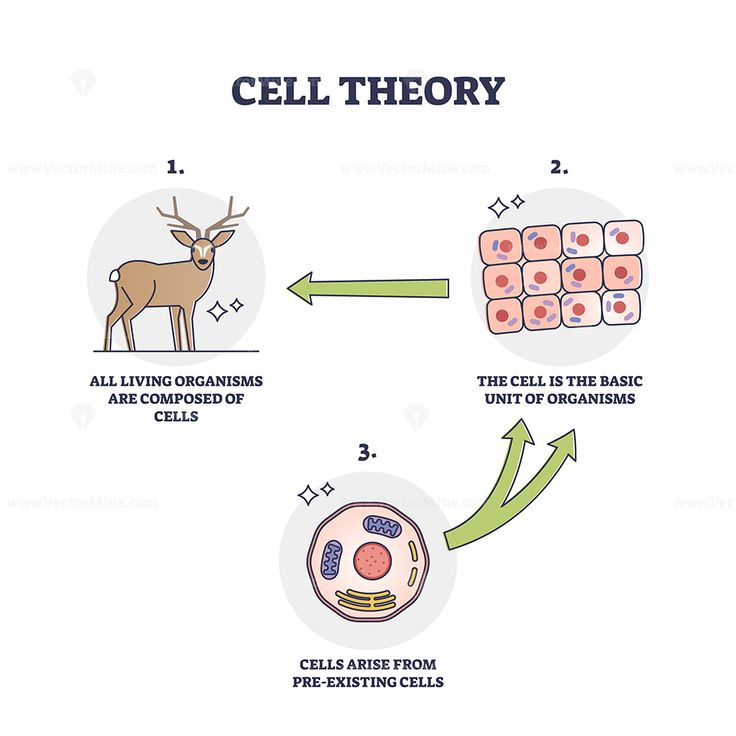 <ol><li><p>All <strong>living things</strong> are made from cells</p></li><li><p>The cell is the <strong>basic unit of structure &amp; function</strong> in living things</p></li><li><p>Cells come from <strong>pre-existing</strong> cells</p></li></ol><p></p>