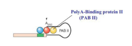 <p>proteins which attach to polyA tails of mRNA and fold it to protect the RNA from 3’ RNAse.</p>