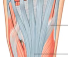 "plantar aponeurosis"
