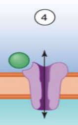 **Signaling Mechanisms:**

* **mimic or block** the actions of natural agonists