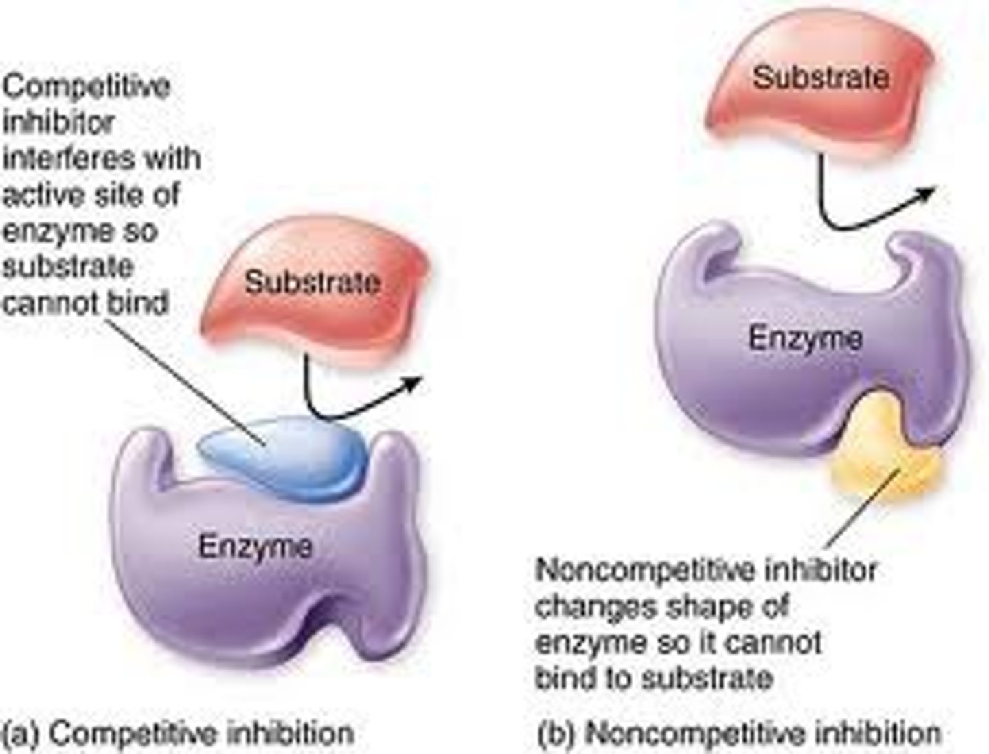 <p>Substances that directly or indirectly interfere with the functioning of the active site of an enzyme and so reduce its activity:<br>- can be competitive or non-competitive</p>