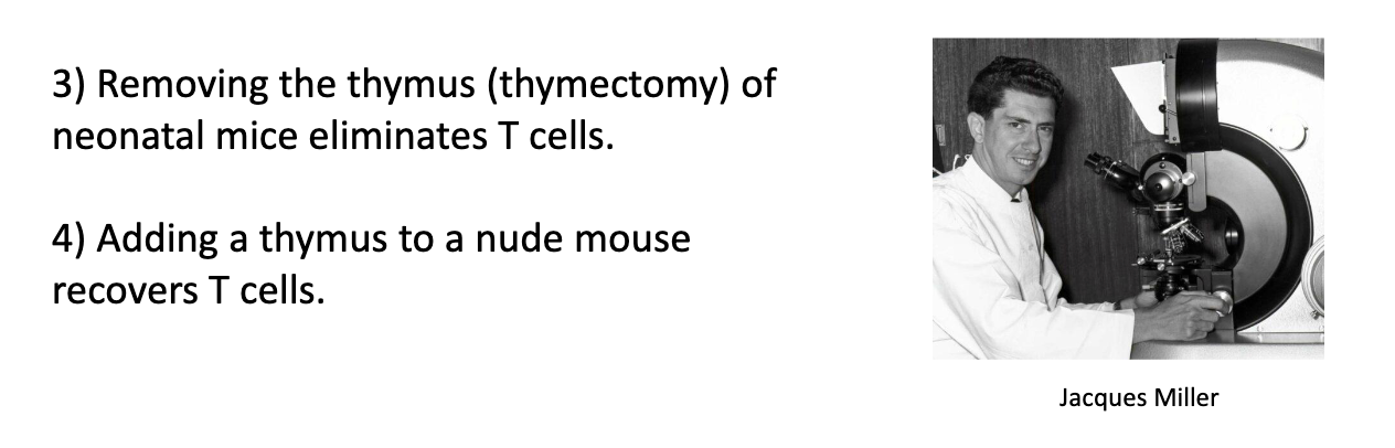 <ul><li><p><strong>Thymectomy in neonatal mice:</strong> no T cells develop.</p></li><li><p><strong>Thymus transplant into nude mice:</strong> T cells are restored.</p></li></ul><p></p>
