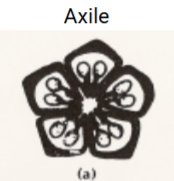 <p>Axile placentation</p>