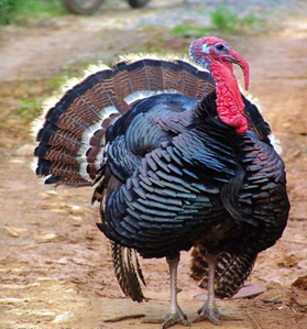 <p>Turkey</p>