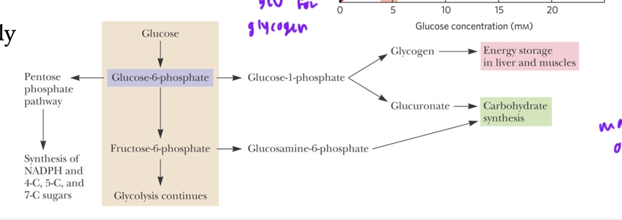 <ul><li><p>can become glycogen or glucoronate (for carb synthesis)</p></li></ul><p></p>