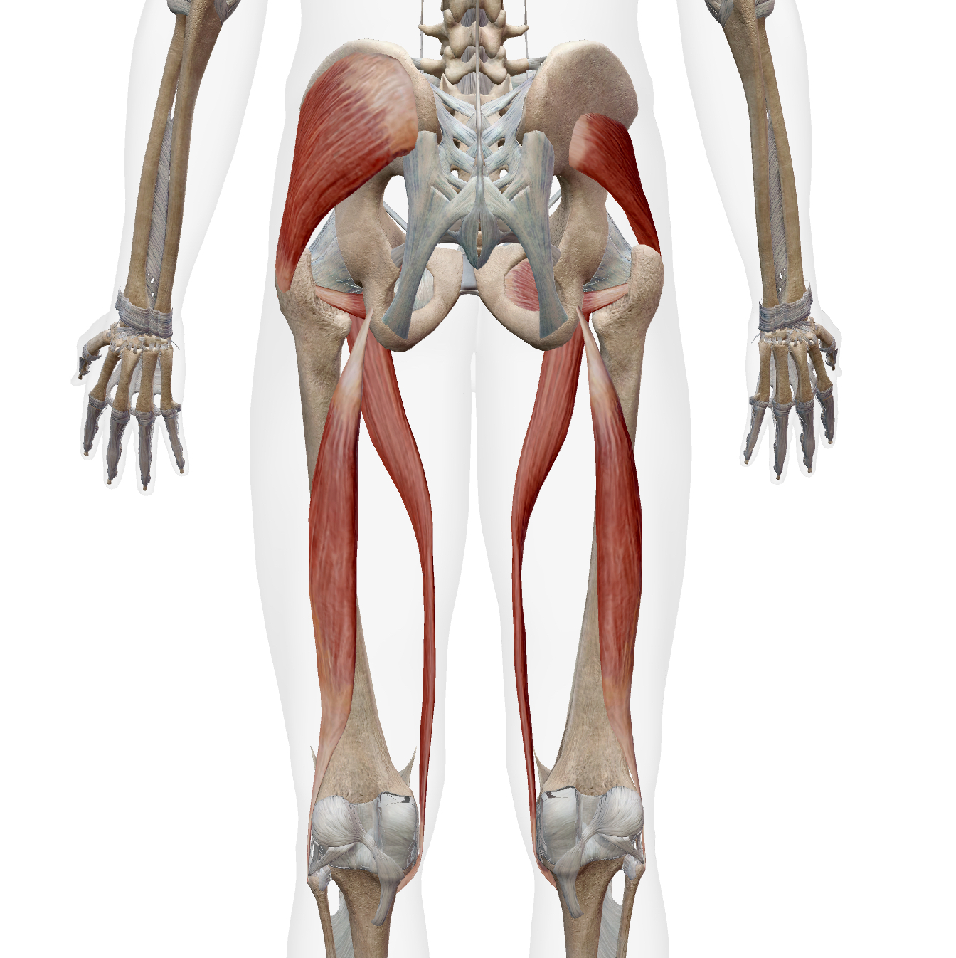<ul><li><p>gluteus medius &amp; minimus (posterior fibers)</p></li><li><p>obturator externus</p></li><li><p>sartorius</p></li><li><p>biceps femoris (LH)</p></li></ul><p></p>
