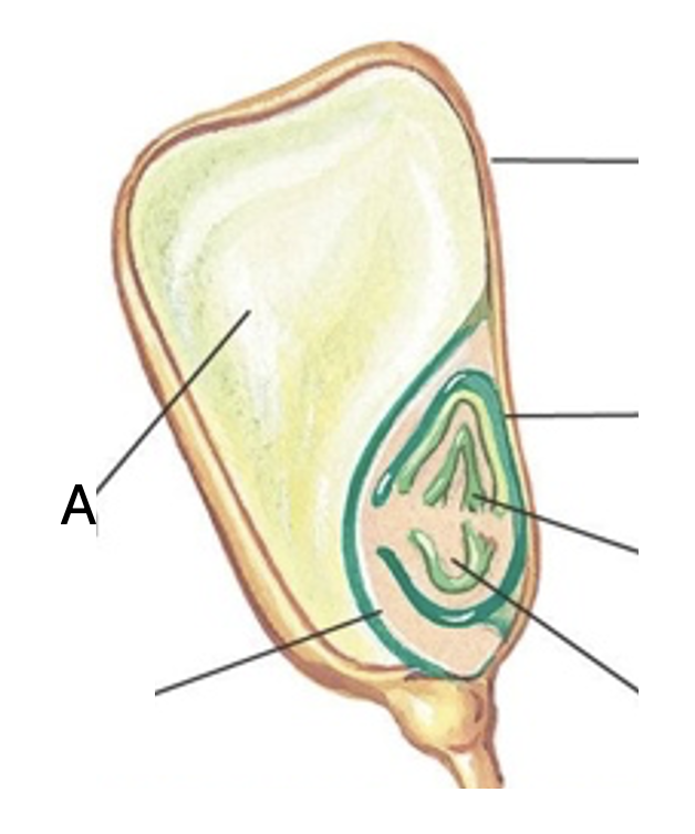 <p>The structure labeled "A" is the:</p><p>A. Coleoptile</p><p>B. Cotyledon</p><p>C. Endosperm</p><p>D. Embryo</p>