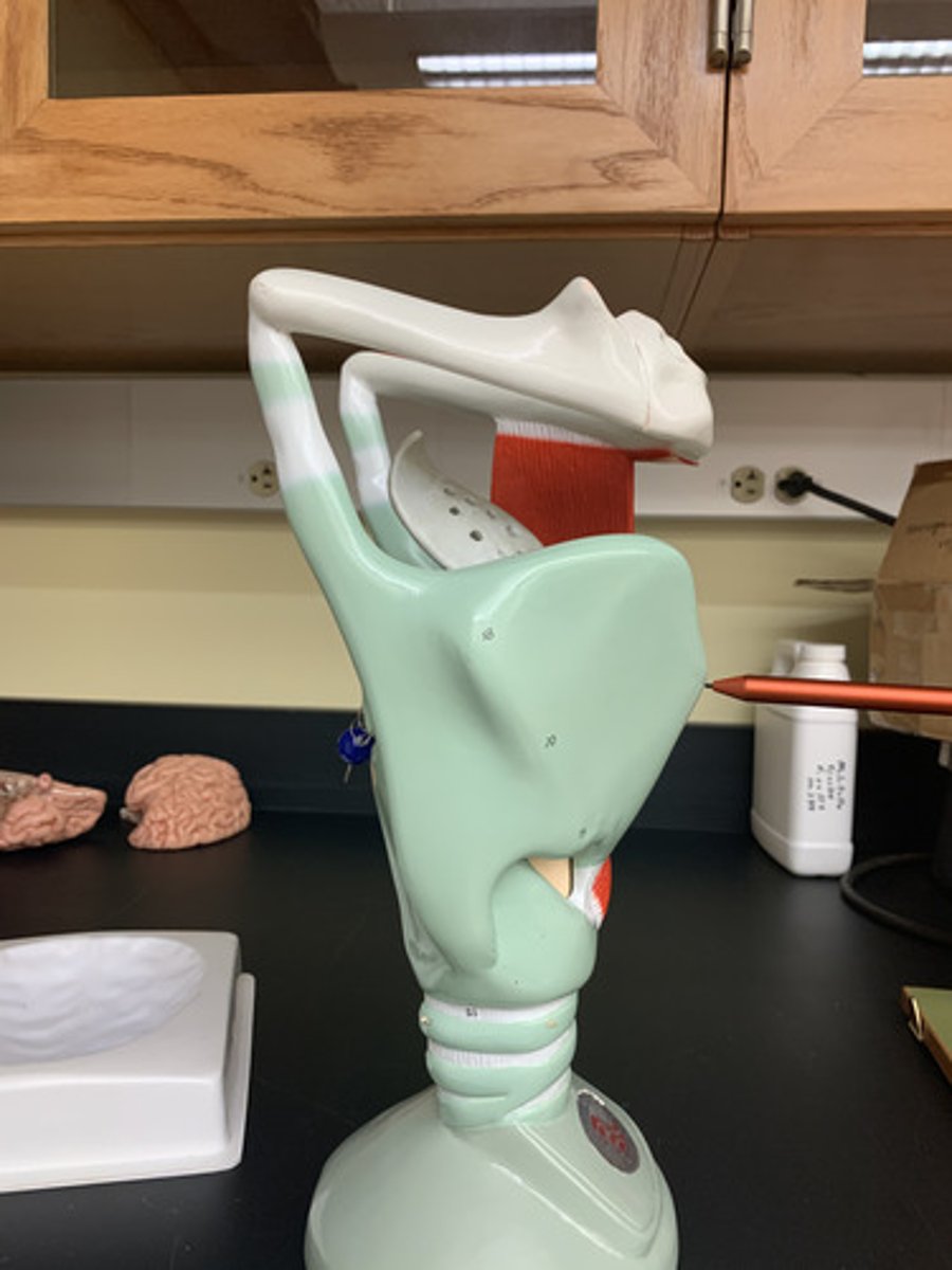 <p>-A protrusion referred to as the "Adam's apple," which is located just below the thyroid notch.</p>