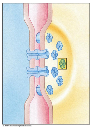 <p>– composed of 6 connexin tubes.</p><p>– form channels and allow communication between cells</p><p>– Cardiac muscle cells are linked by gap junctions</p>