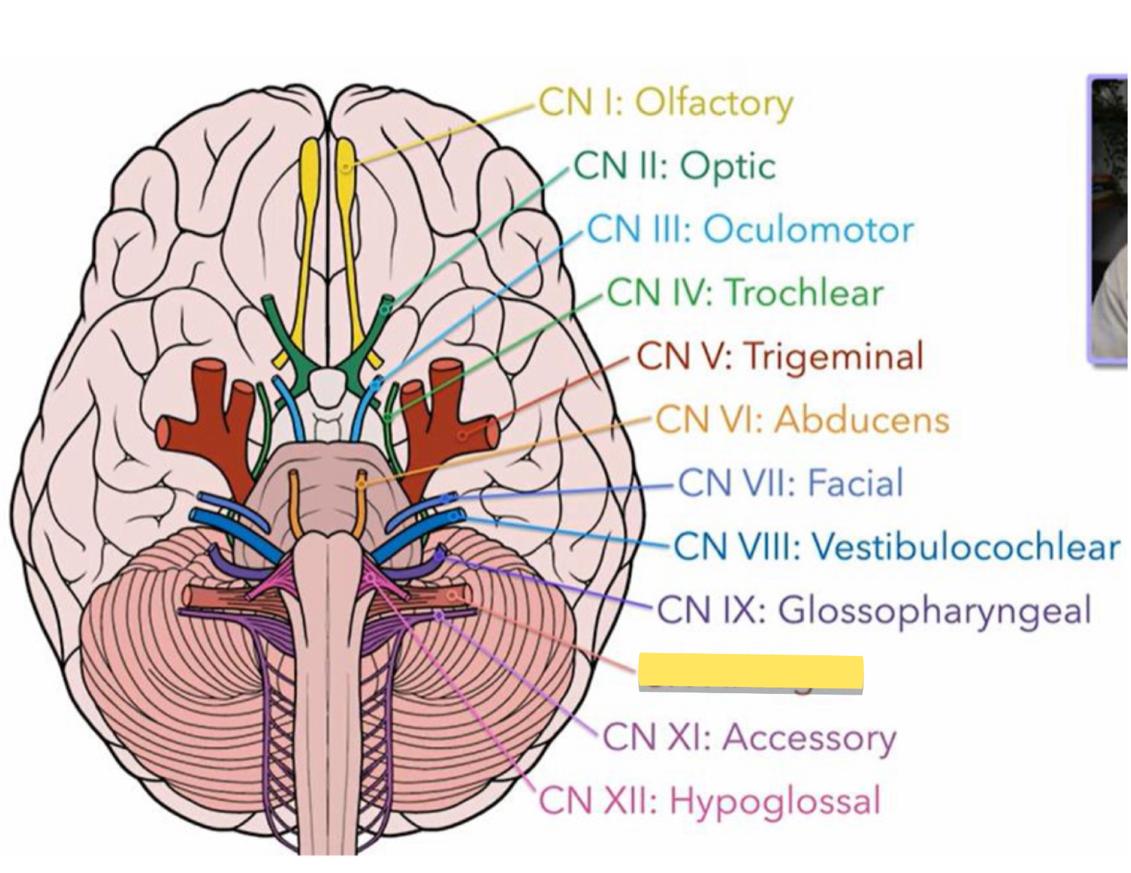<p>Name this cranial nerve&nbsp;</p>