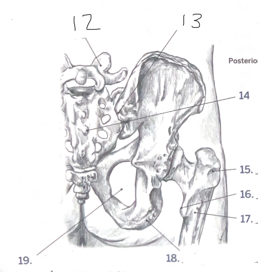 <p>17</p>