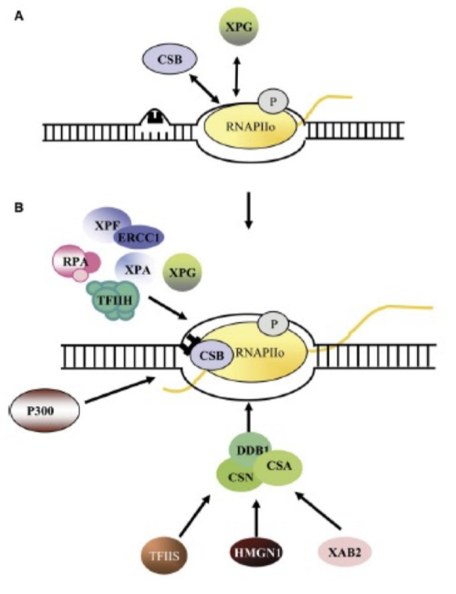 <p>Recognition proteins and mechanism different </p><p>Blocked RNAPII signals lesion recognition for TC-NER</p><p>recruitment of remodellers by CS-A/B proteins enable RNAPII to be pushed back and NER proteins can recruit to and bind damage. </p><p></p><p>further process is same as GG-NER</p>