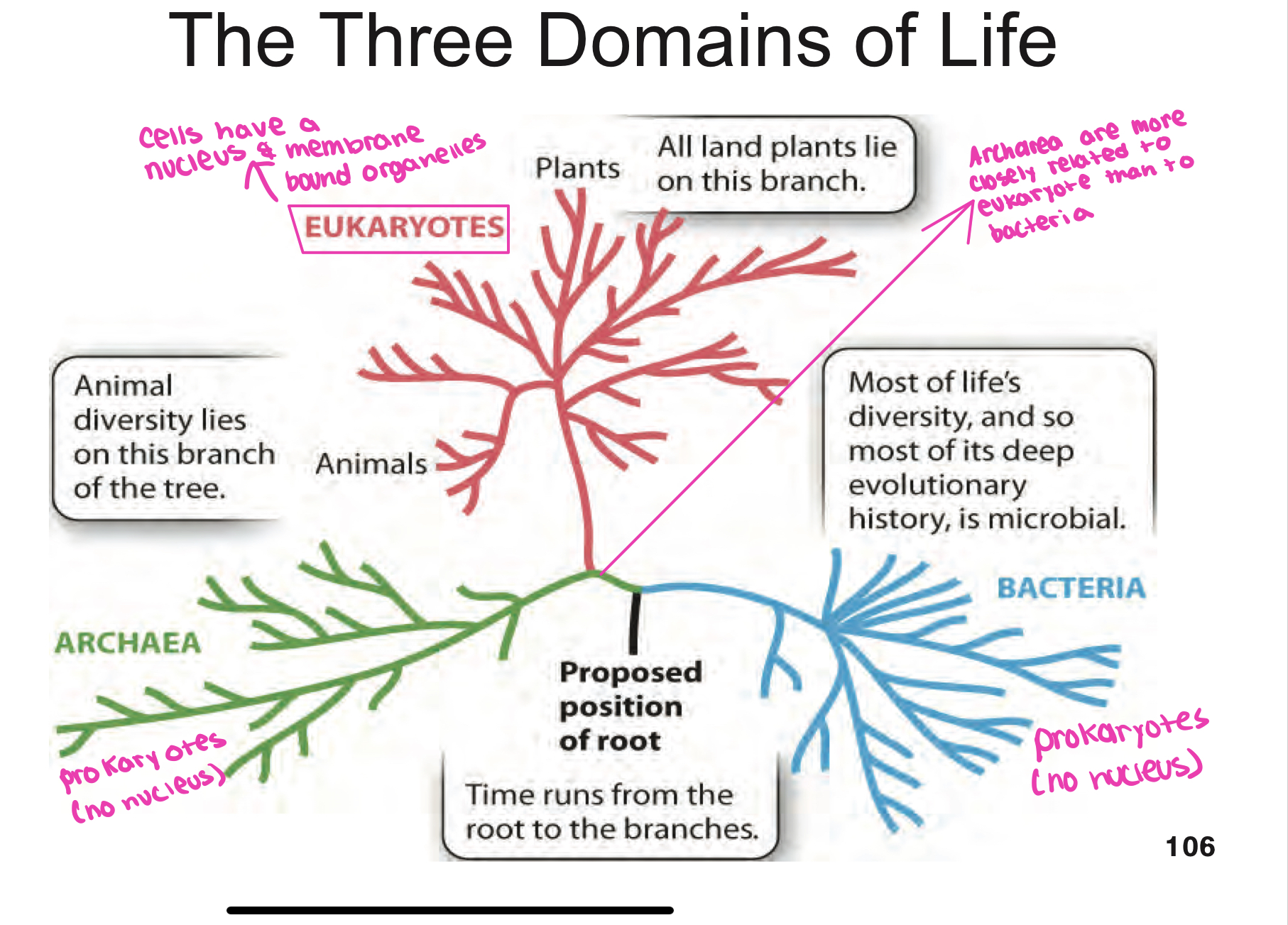 <ul><li><p>Archaea and Bacteria are related, but Archea are more closely related to Eukarya than it is to bacteria because it splits higher up the tree meaning it is more recent</p></li><li><p>Animals and plants belong in the Eukarya domain</p></li></ul><p></p>