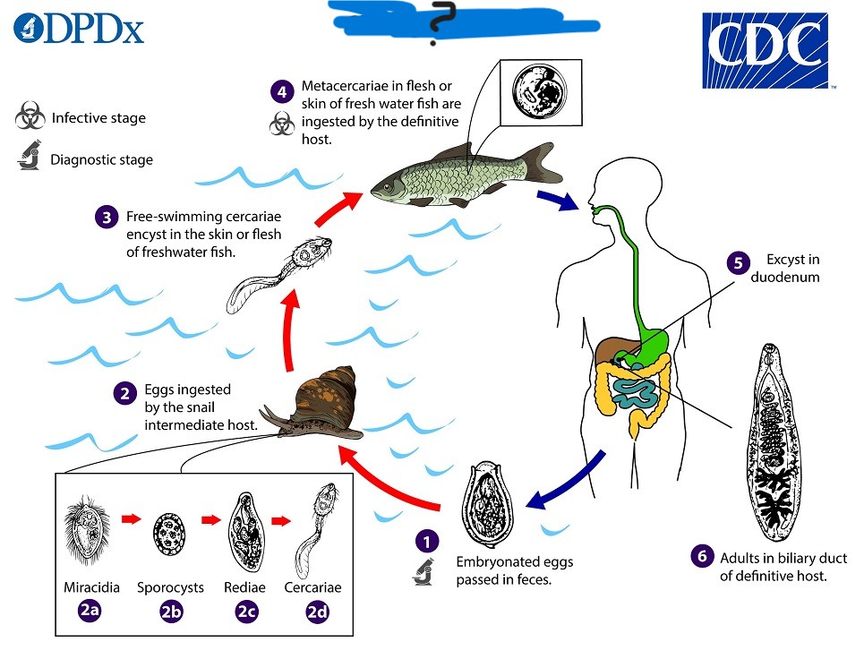 <p>What parasite has this life cycle?</p>