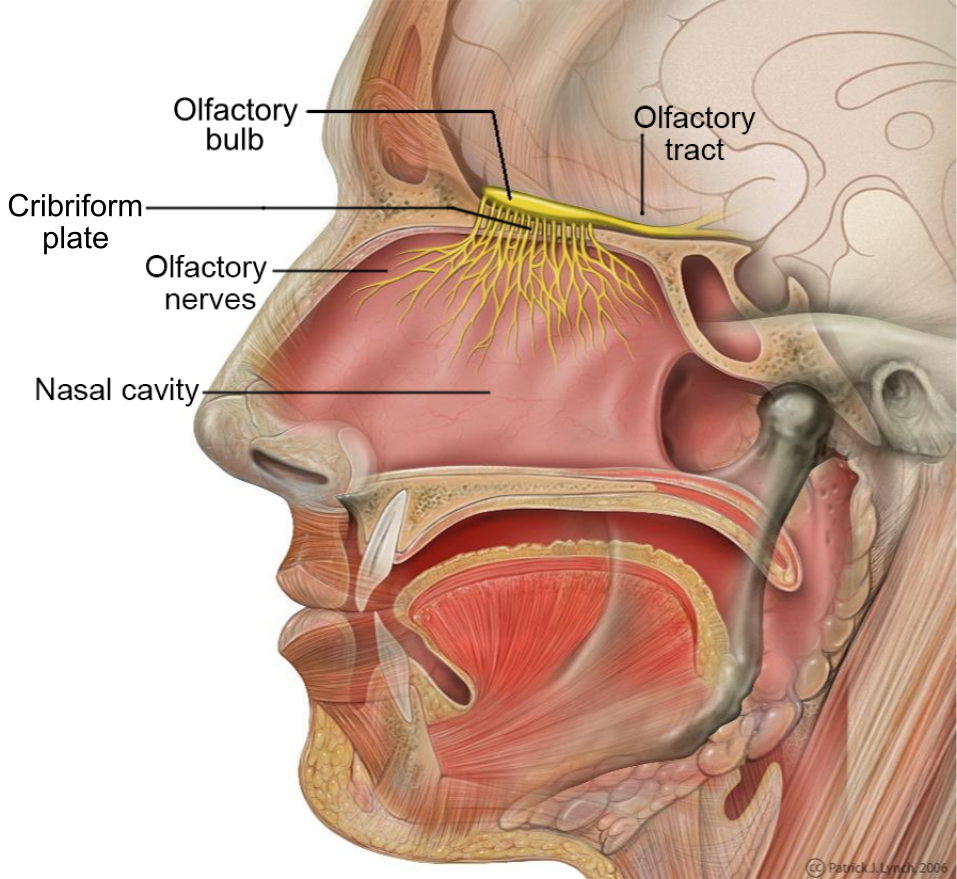 <ul><li><p>olfactory epithelium in the nasal roof of the nasal cavity </p></li><li><p>this covers parts of the cribiform plate of the ethmoid bone, upper part of the nasal septum and the superior nasal concha </p></li></ul><p></p>