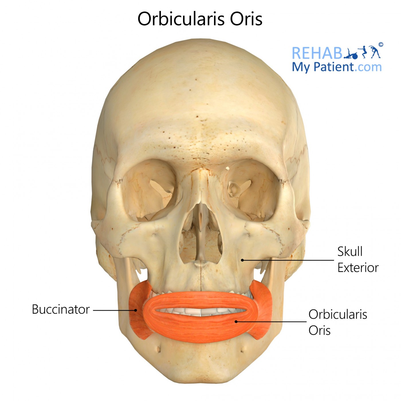 <p>O: Maxilla and mandible</p><p>I: Lips</p><p>A: Compresses &amp; purses lips</p>