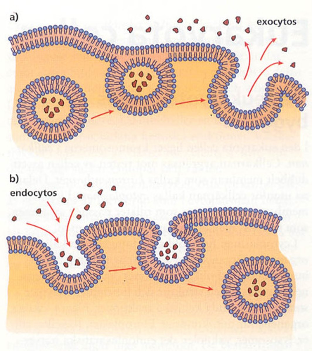 <p>molekyler tas in i cellen vis endocytos med hjälp av Clathrin-coated pit som drar in membranet</p>