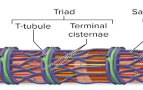 <p>: area formed from terminal cistern of one sarcomere, T tubule, and terminal cistern of neighboring sarcomere </p><p>Triad relationships T tubule contains integral membrane proteins that protrude into intermembrane space (space between tubule and muscle fiber sarcolemma)</p>