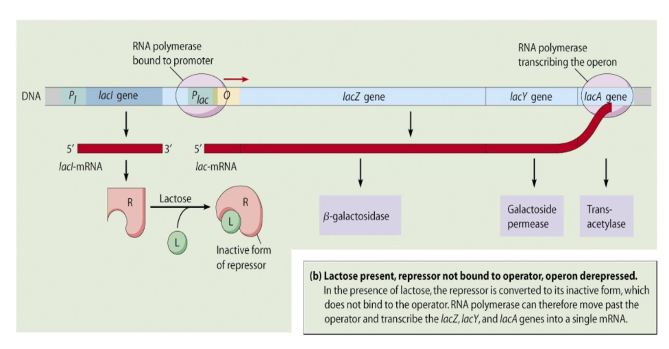 <ul><li><p><span><strong>Inducible </strong>operon (to start something)&nbsp;</span></p></li><li><p><span>Presence of lactose signals the cell when to synthesize the lactose-metabolizing enzymes&nbsp;</span></p></li><li><p><span>Inducer (lactose) inactivates repressor by changing its shape and allows genes to be transcribed</span></p></li><li><p><span>Transcription proceeds and enzyme&nbsp;Ƃ-galactosidase (needed to break down lactose) is made&nbsp;</span></p></li></ul><p></p>